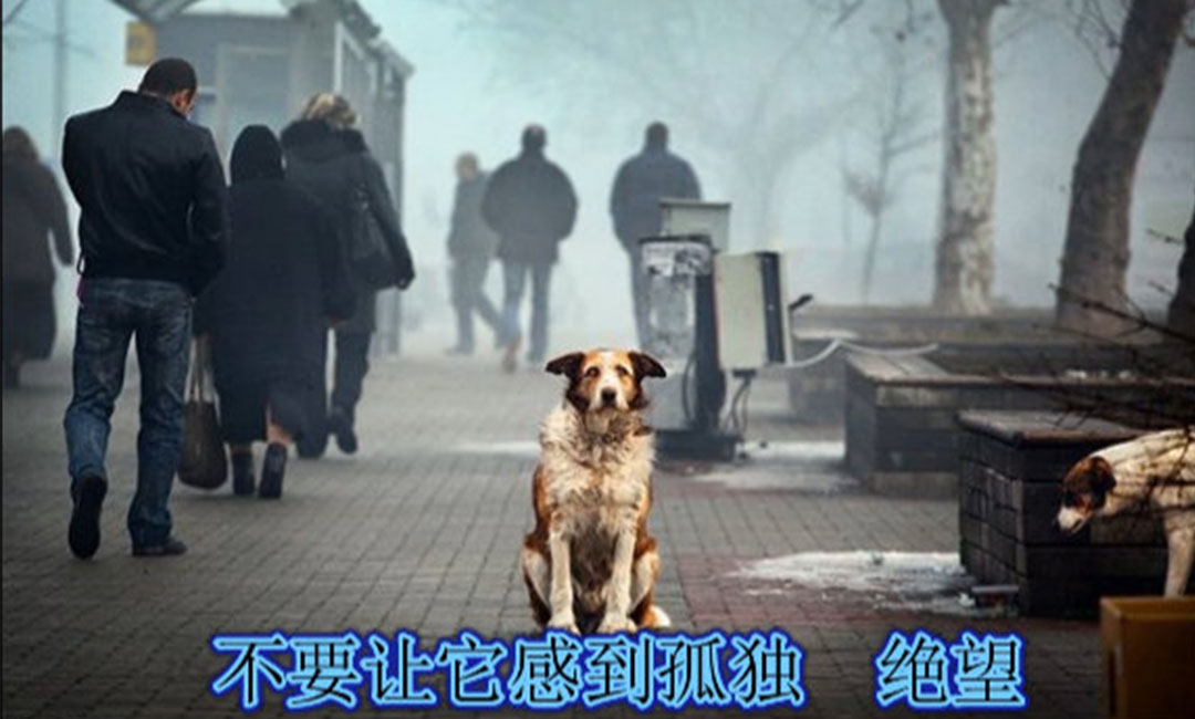 陵水爱影圈微博微信转发案例